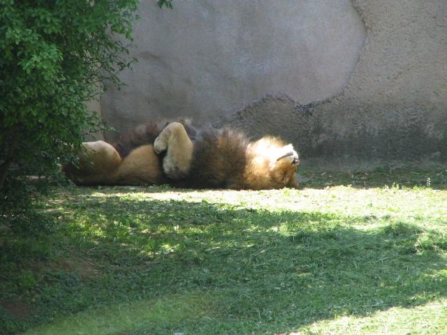 lion.jpg