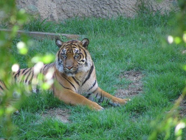tiger.jpg