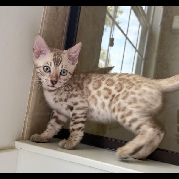 A spotted Bengal kitten with blue eyes standing on a windowsill.