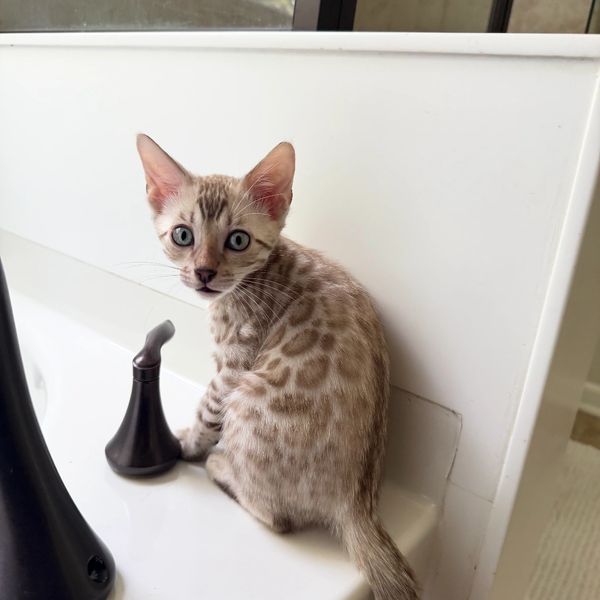 Spotted tabby kitten with blue eyes sitting on a sink.