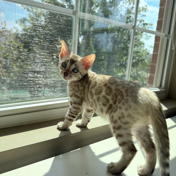 Spotted kitten standing on a windowsill in sunlight.