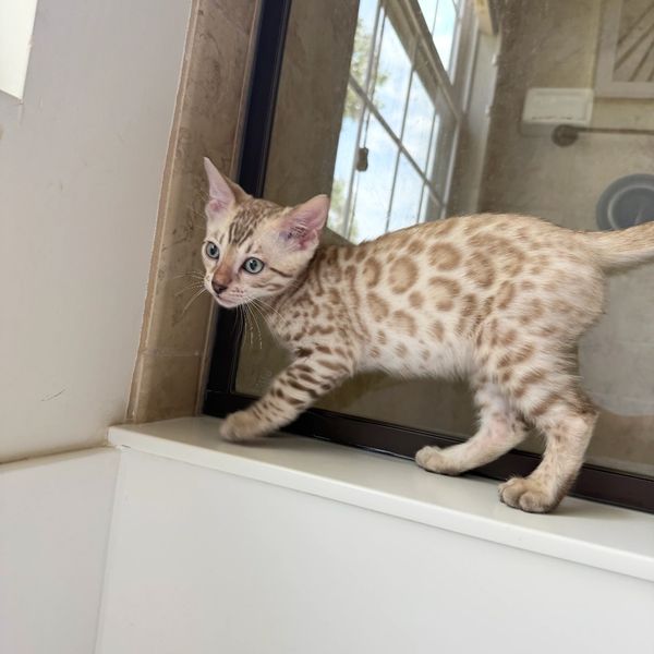 Spotted kitten walking on windowsill indoors.