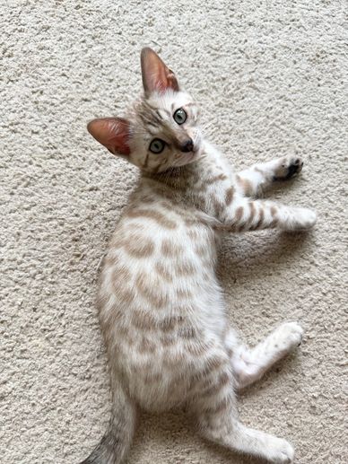 Spotted Bengal kitten lying on carpet.