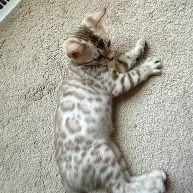 Spotted kitten lying on carpet.