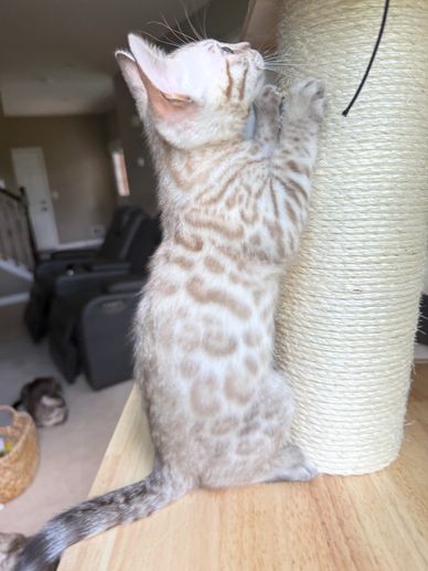 A spotted kitten scratching a sisal scratching post.