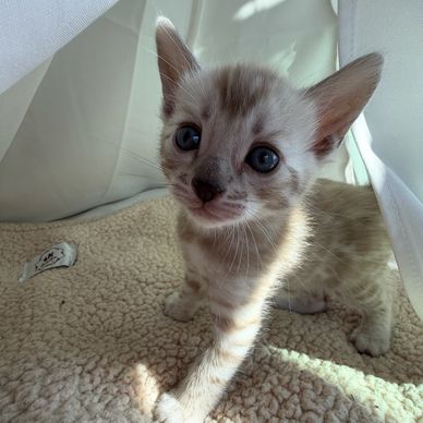 Adorable kitten with blue eyes exploring a cozy blanket.