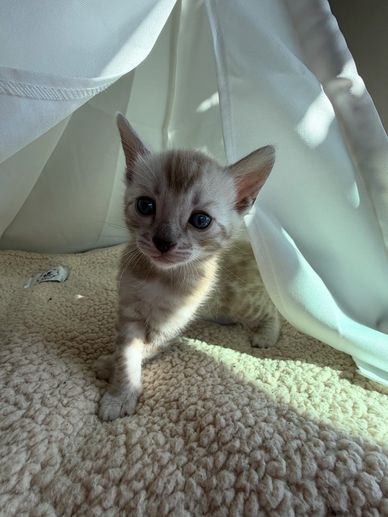 A small kitten peeks out from under a white curtain on a soft carpet.