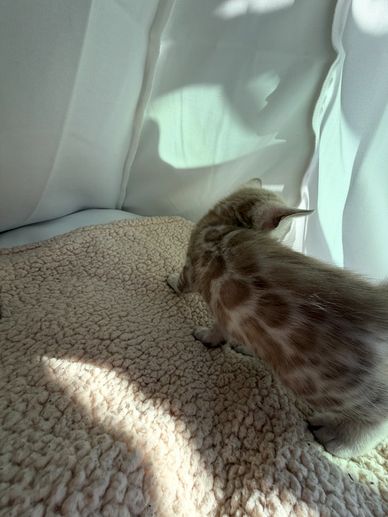 A spotted kitten exploring a cozy, sunlit area with soft bedding and curtains.