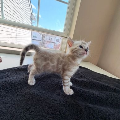 A small spotted kitten stands on a black blanket near a window.
