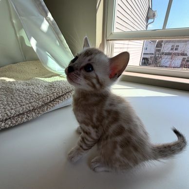 A small spotted kitten sitting by a sunny window.
