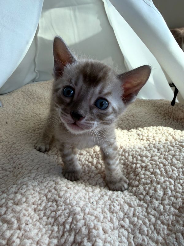 Curious kitten with blue eyes on a soft blanket inside a white tent.