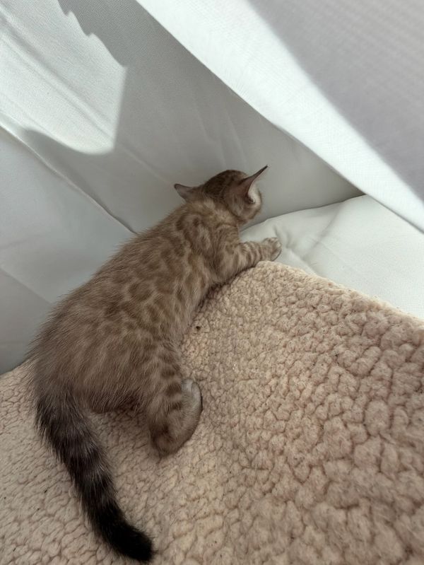 A spotted kitten resting on a soft beige blanket in sunlight.