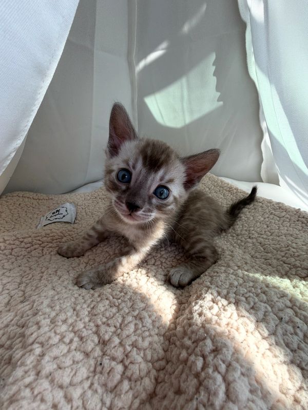 A small kitten with blue eyes on a soft beige blanket inside a cozy tent.