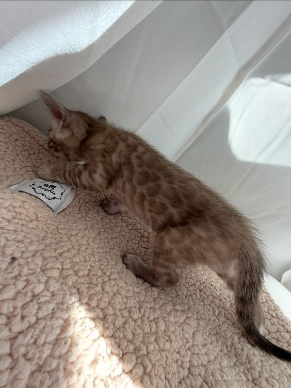 A spotted kitten exploring a soft blanket in natural light.