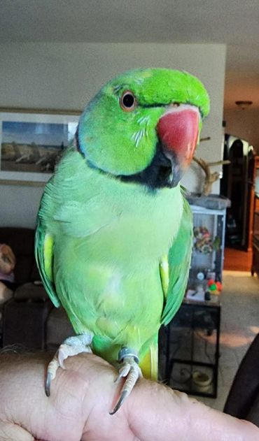 Kiwi, Indian Ringneck