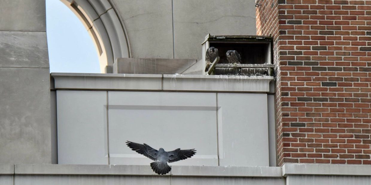 A bird in flight approaches a ledge with two perched birds.