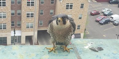 A peregrine falcon stands on a ledge overlooking a parking lot and building.