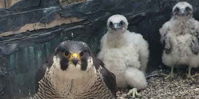 Adult peregrine falcon with two fluffy chicks on gravel ground.