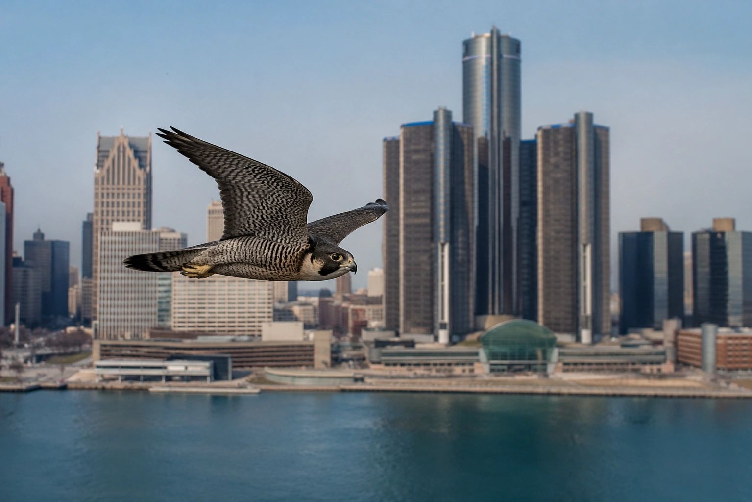Project Falcon Indiana Michigan Falcon Project