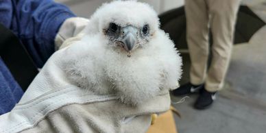 A person wearing gloves holds a fluffy baby bird with dark eyes.