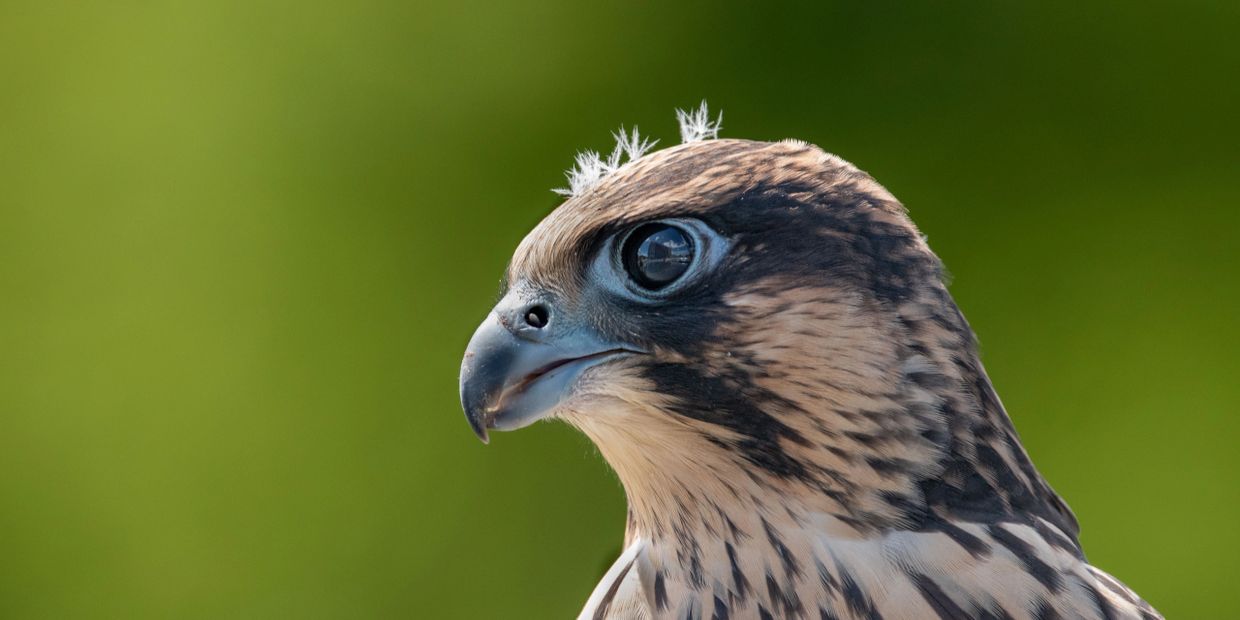 Close-up of a falcon's head with detailed feathers and bright eyes.