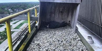 A bird resting in a wooden shelter on a rooftop gravel area.