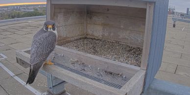 A peregrine falcon perched next to a nesting box on a rooftop.