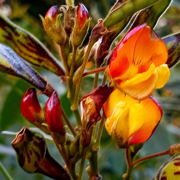 reddish brown beans to sprout into a yellow on the inside and reddish brown on the outside flower