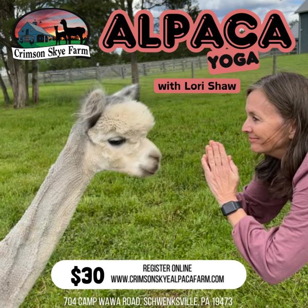 A woman practicing alpaca yoga with an alpaca at Crimson Skye Farm.