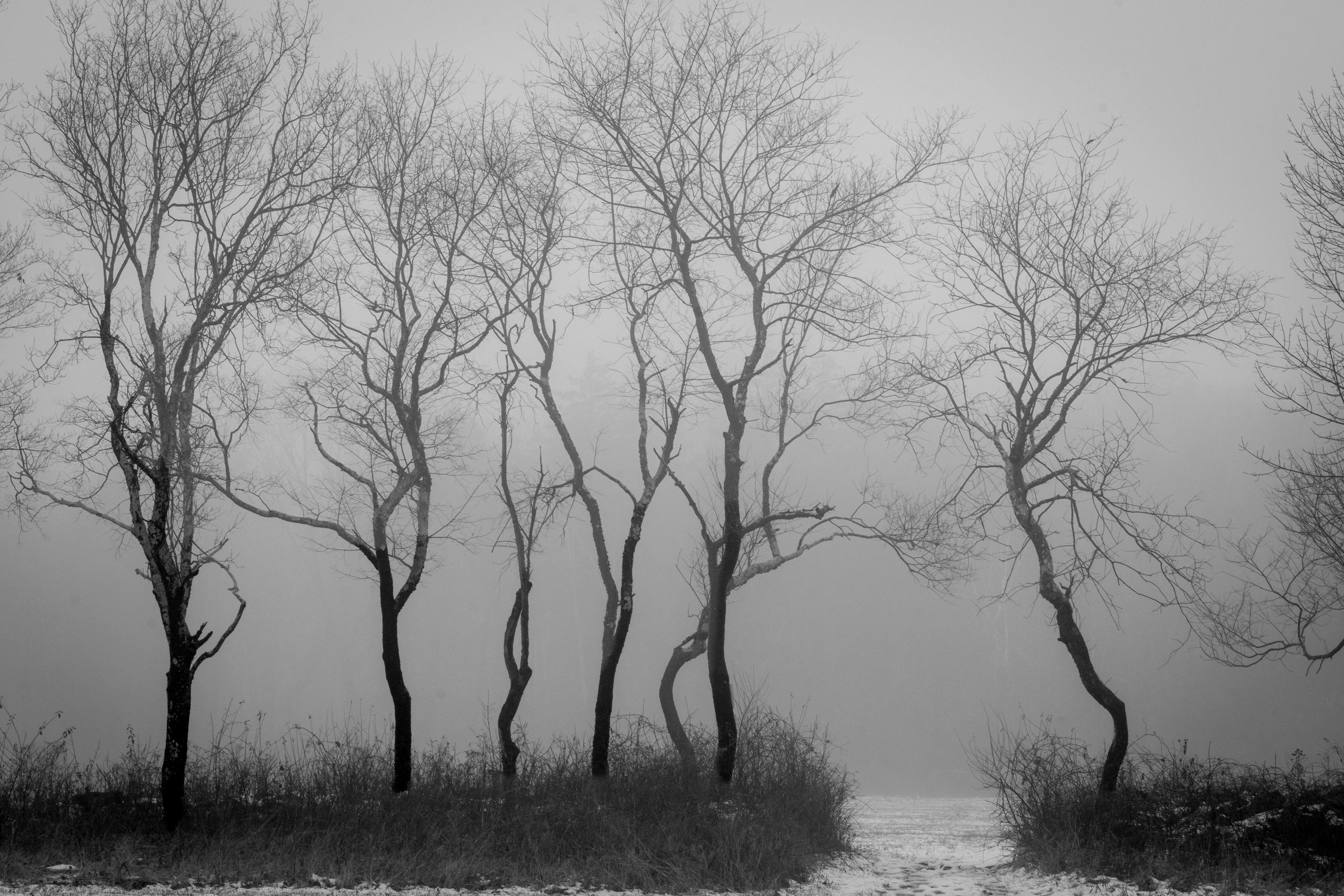 Bare trees in a foggy winter scene.