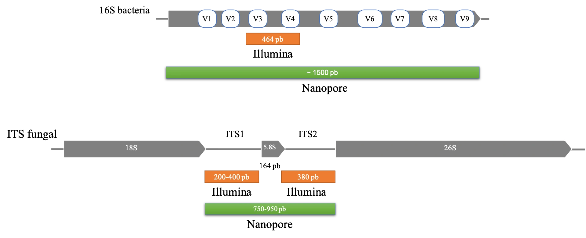 Nanopore: tecnologia de sequenciamento de long reads