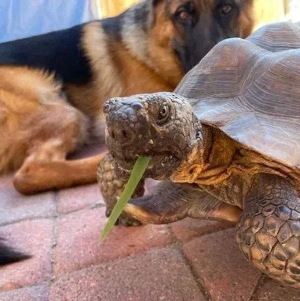 A tortoise eating with a dog watching in the background.