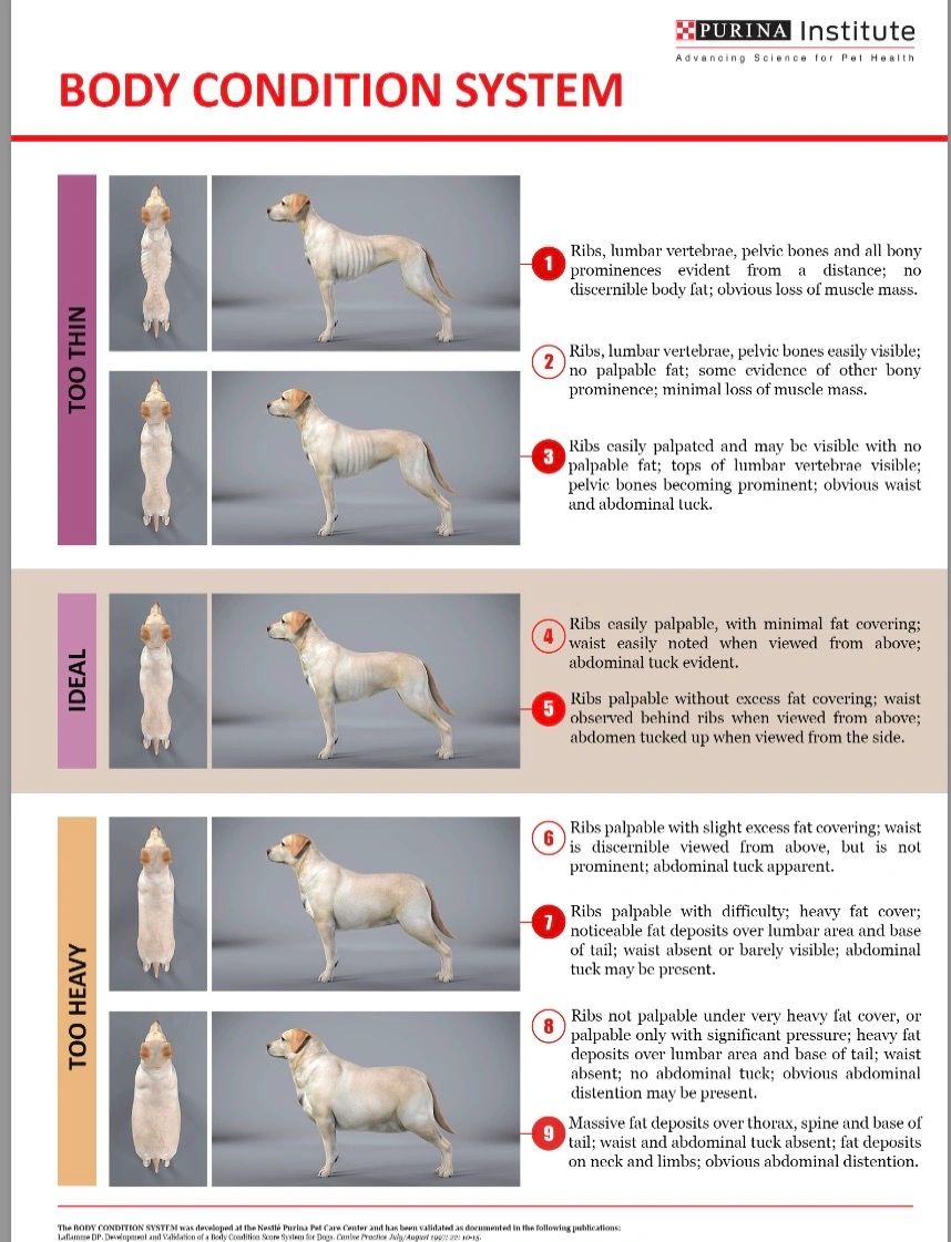 How to check your dog's body condition score 