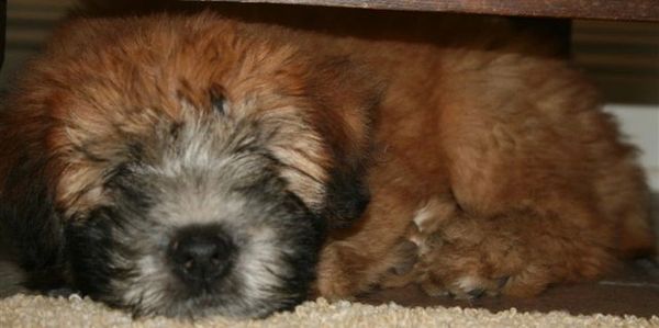 Soft Coated Wheaten Terrier Puppy in Texas