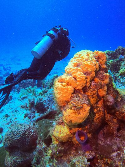 Scuba diver exploring vibrant coral underwater.