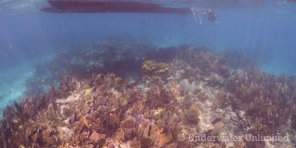 Coral reef in south Florida