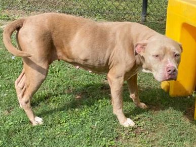 Hazel horry county animal shelter adopt foster wheredidscribblesgo