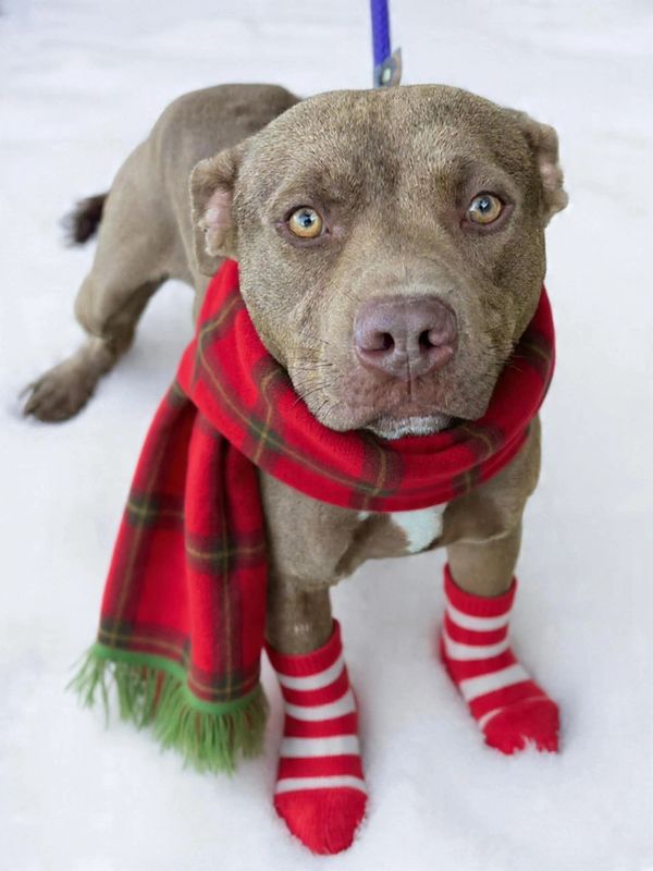 A dog wearing a red plaid scarf and red-and-white striped socks in the snow.