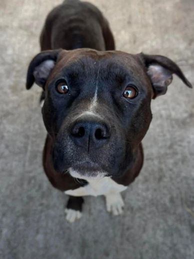 Close-up of a black and white dog looking up with curious eyes.