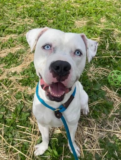 Happy white dog with striking blue eyes sitting on grass.