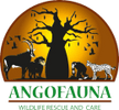 Angofauna