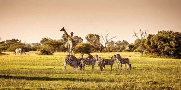 A group of zebras grazing with giraffes in the background during golden hour.