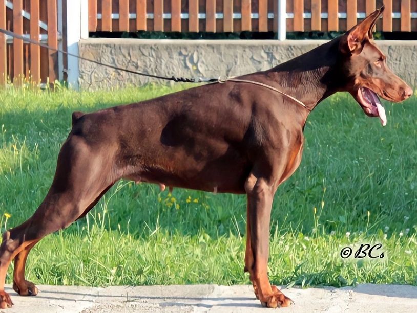 INGRID IRIS VON ASHANTI LEGENDE (TONKA)