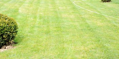 Well maintained lawn, professionally mowed by our team.