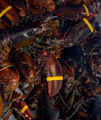 Fresh Maine Lobster Delivered to your door. 