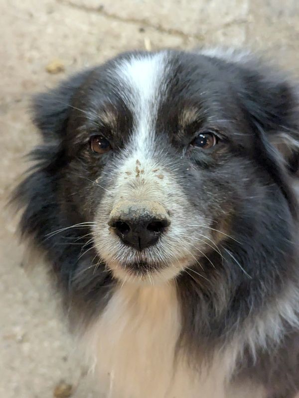 Close-up of a black and white dog's face with dirt on its nose.
