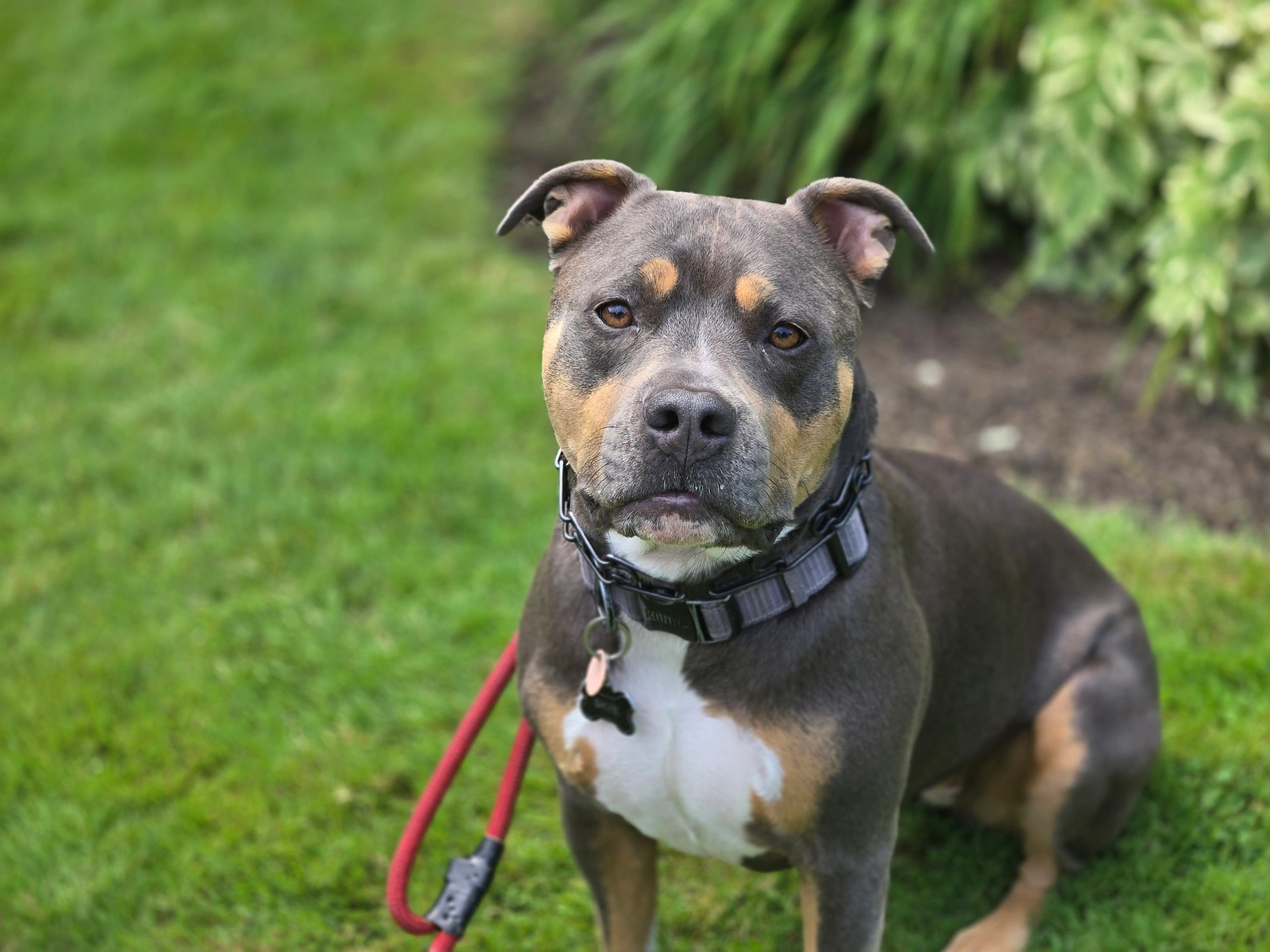 Caliper Ridge professional dog training in Collingwood and Southern Georgian Bay