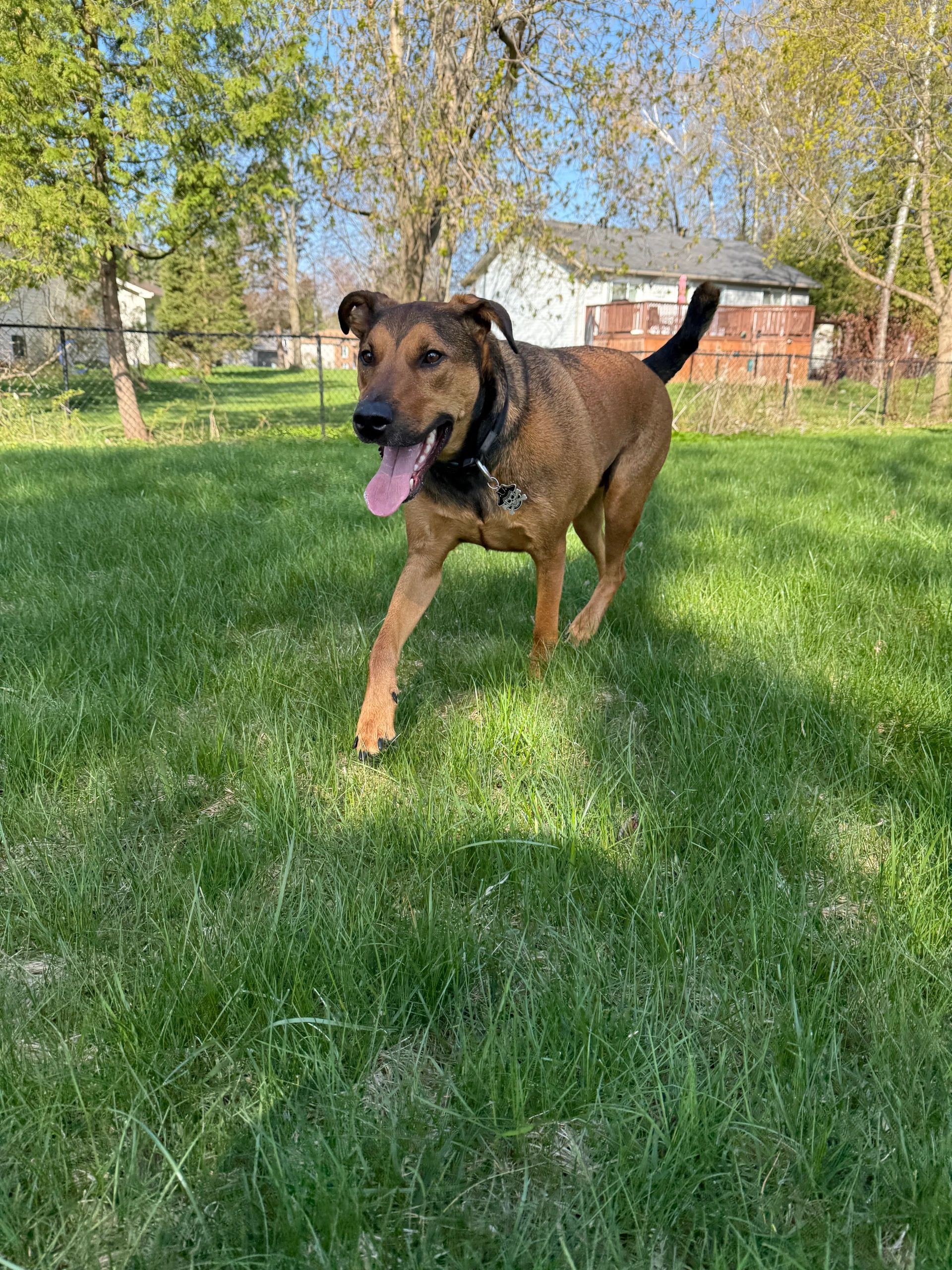 Caliper Ridge professional dog training in Collingwood and Southern Georgian Bay