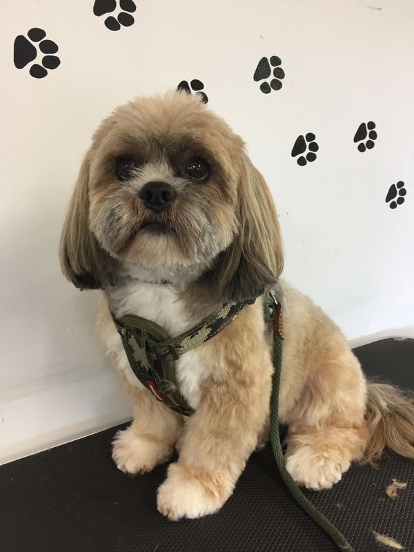 Lhasa grooming