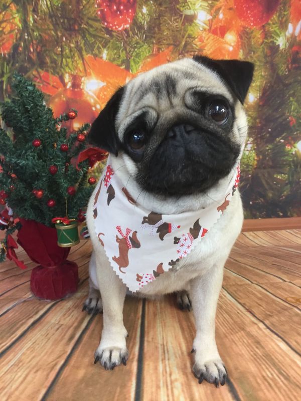 Pug grooming
